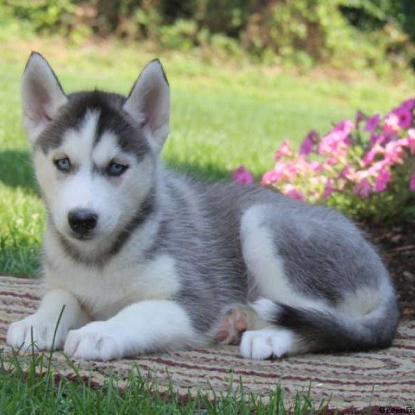 Precious, Siberian Husky Puppy