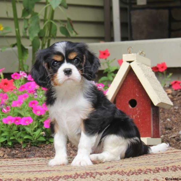 Precious, Cavalier King Charles Spaniel Puppy