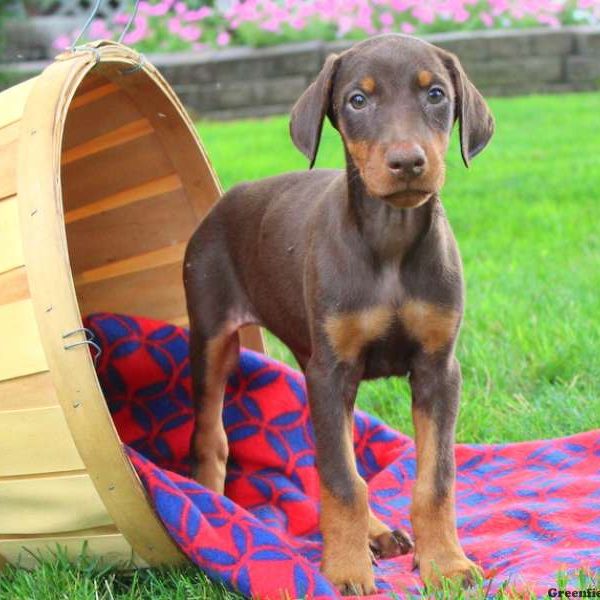 Precious, Doberman Pinscher Puppy