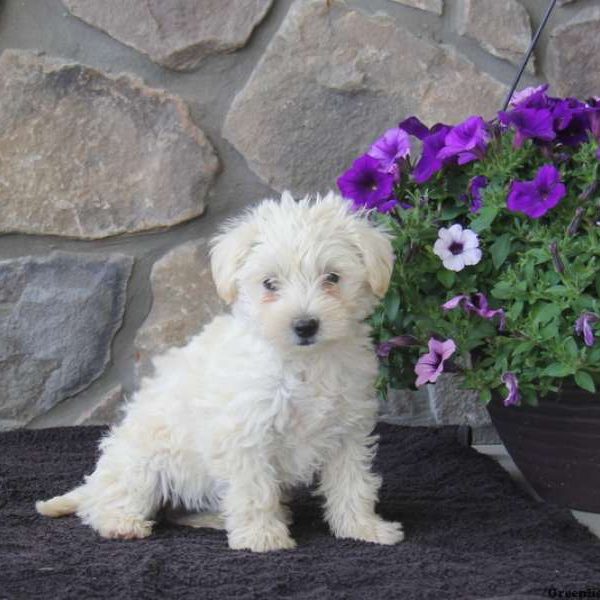 Precious, Westie-Poo Puppy