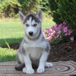 Precious, Siberian Husky Puppy