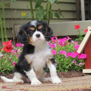 Precious, Cavalier King Charles Spaniel Puppy