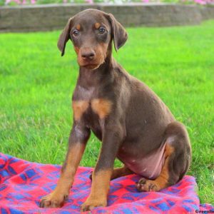 Precious, Doberman Pinscher Puppy