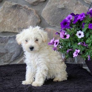 Precious, Westie-Poo Puppy