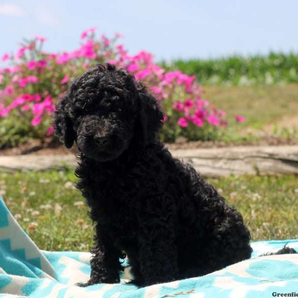 Presley, Goldendoodle Puppy