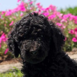 Presley, Goldendoodle Puppy