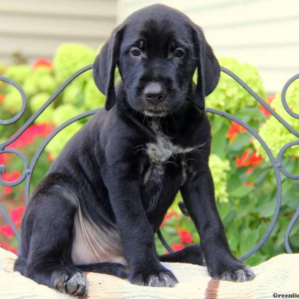 Preston, Golden Retriever Mix Puppy