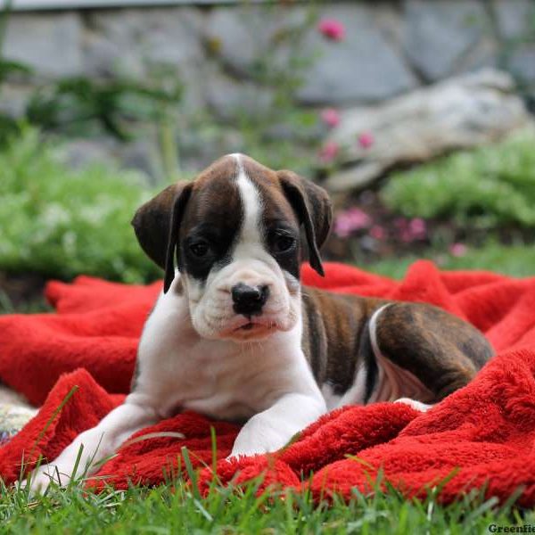 Preston, Boxer Puppy