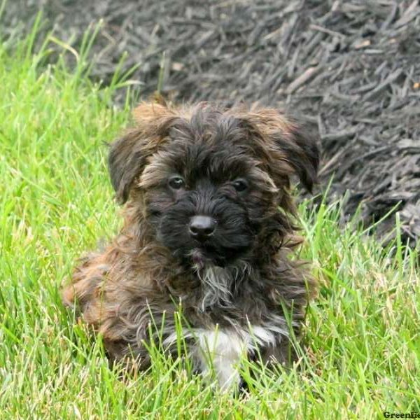 Preston, Yorkie-Poo Puppy