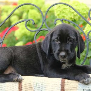 Preston, Golden Retriever Mix Puppy