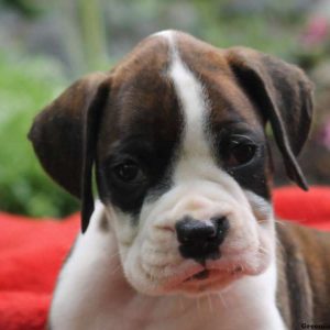 Preston, Boxer Puppy