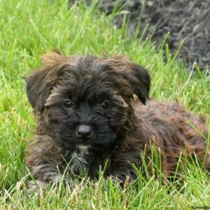 Preston, Yorkie-Poo Puppy