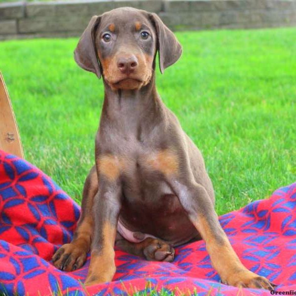 Prince, Doberman Pinscher Puppy