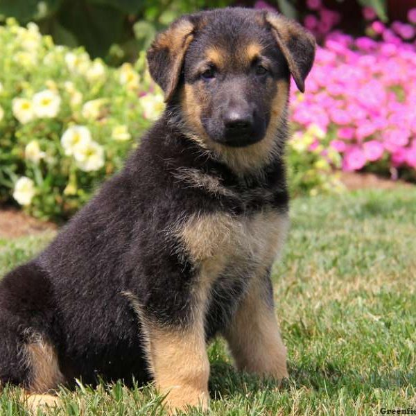 Prince, German Shepherd Puppy