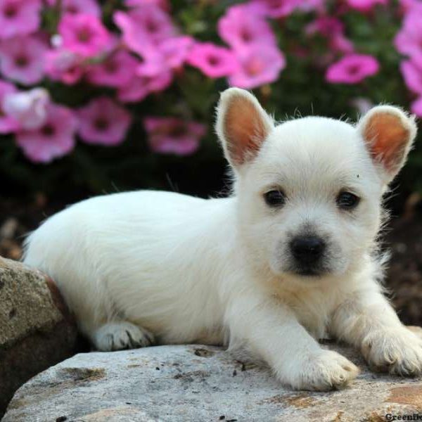 Prince, West Highland Terrier Puppy