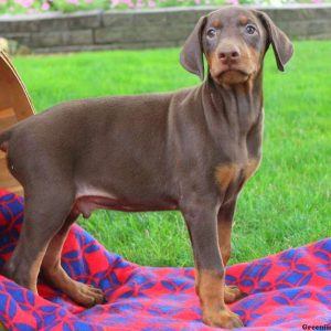 Prince, Doberman Pinscher Puppy