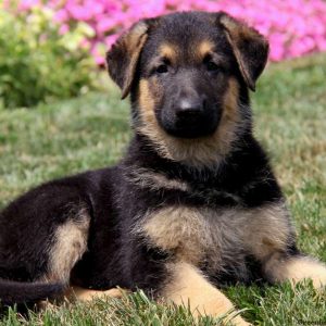 Prince, German Shepherd Puppy