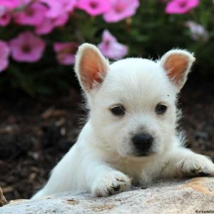 Prince, West Highland Terrier Puppy