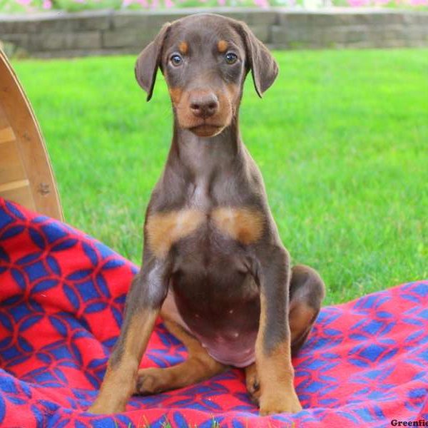 Princess, Doberman Pinscher Puppy