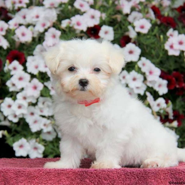 Princess, Maltese Puppy