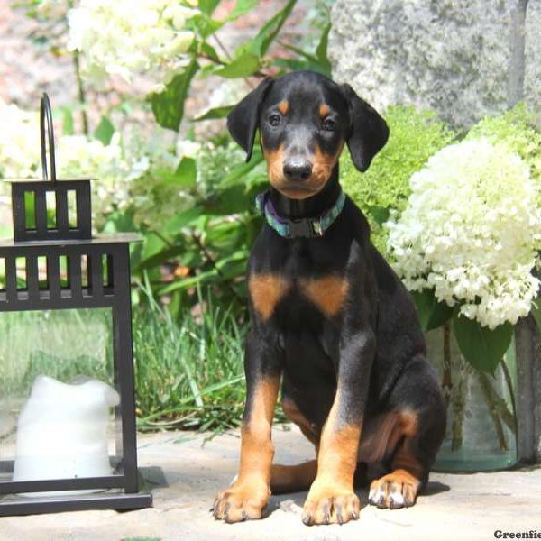 Princess, Doberman Pinscher Puppy