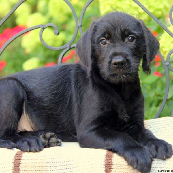 Princess, Golden Retriever Mix Puppy