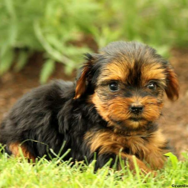 Princess, Yorkshire Terrier Puppy