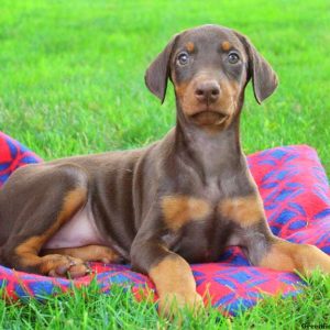 Princess, Doberman Pinscher Puppy