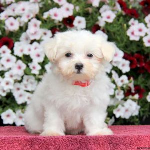 Princess, Maltese Puppy