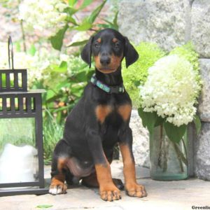 Princess, Doberman Pinscher Puppy