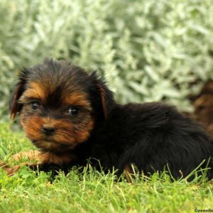 Princess, Yorkshire Terrier Puppy