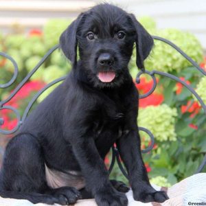 Princess, Golden Retriever Mix Puppy