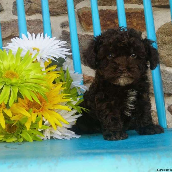 Princeton, Toy Poodle Puppy