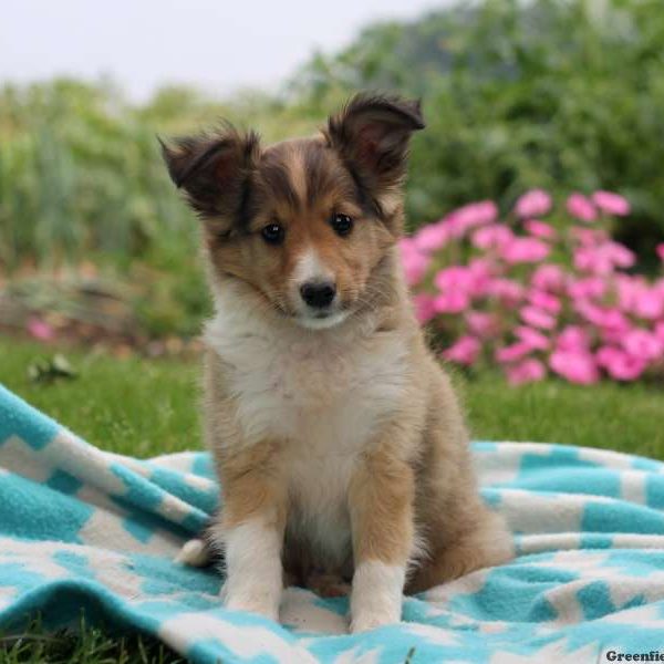 Pryor, Shetland Sheepdog Puppy