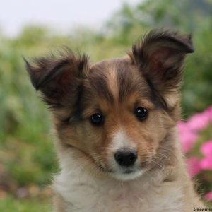 Pryor, Shetland Sheepdog Puppy