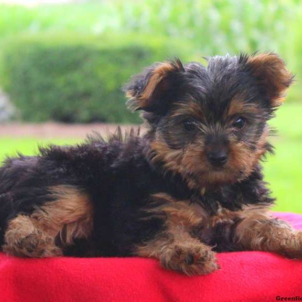 Queen, Yorkshire Terrier Puppy