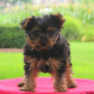 Queen, Yorkshire Terrier Puppy