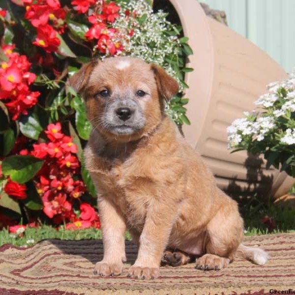 Queenie-Red Heeler, Blue Heeler – Australian Cattle Dog Puppy