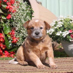 Queenie-Red Heeler, Blue Heeler – Australian Cattle Dog Puppy