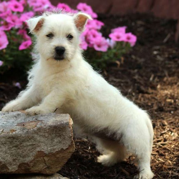 Queenie, West Highland Terrier Puppy