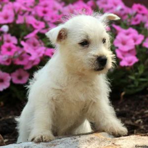 Queenie, West Highland Terrier Puppy