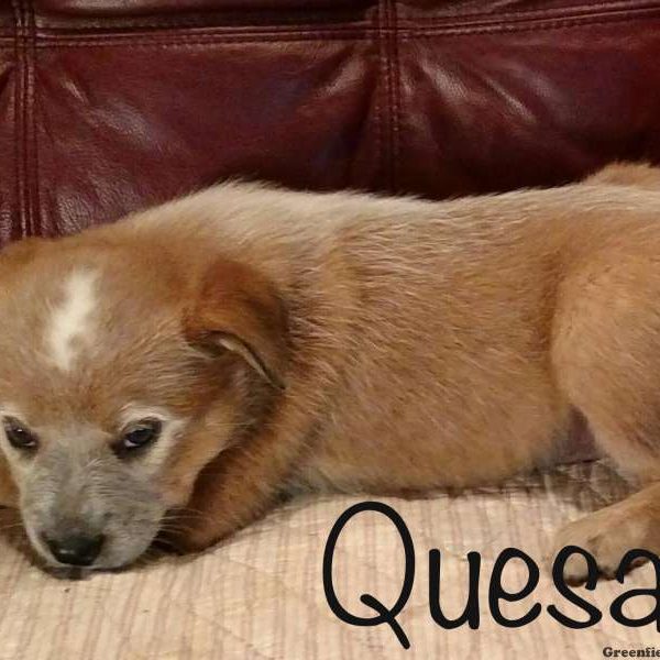 Quesadilla, Blue Heeler – Australian Cattle Dog Puppy