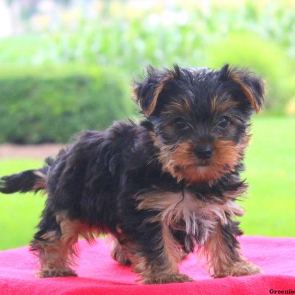 Quincy, Yorkshire Terrier Puppy