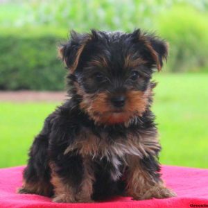 Quincy, Yorkshire Terrier Puppy