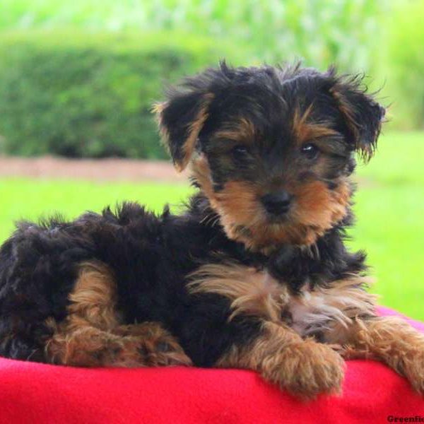 Quinn, Yorkshire Terrier Puppy