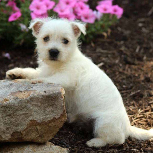 Quinn, West Highland Terrier Puppy