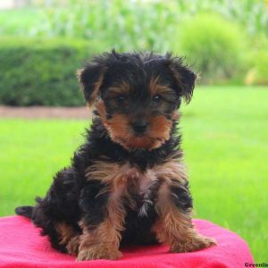 Quinn, Yorkshire Terrier Puppy