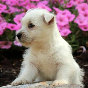 Quinn, West Highland Terrier Puppy