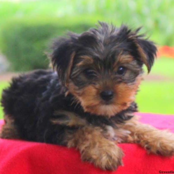 Qwen, Yorkshire Terrier Puppy