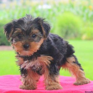 Qwen, Yorkshire Terrier Puppy